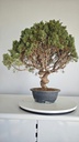 *KI 10 Juniperus chinensis kishu 230 euros con envio aleatorio y gratis peninsula