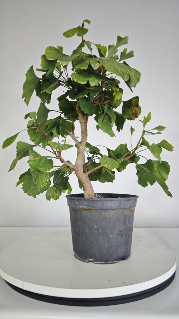 *GI 26 Ginkgo 70 euros con envio gratis peninsula.