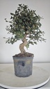 * Q 2 Quercus suber 95 euros con envio gratis peninsula.