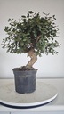 * Q 5 Quercus suber 95 euros con envio gratis peninsula.