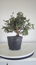 * Q 7 Quercus suber 95 euros con envio gratis peninsula.