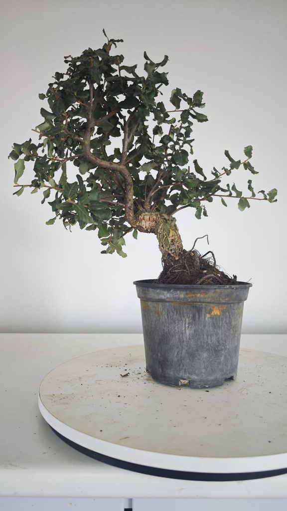 * Q 10 Quercus suber 95 euros con envio gratis peninsula.