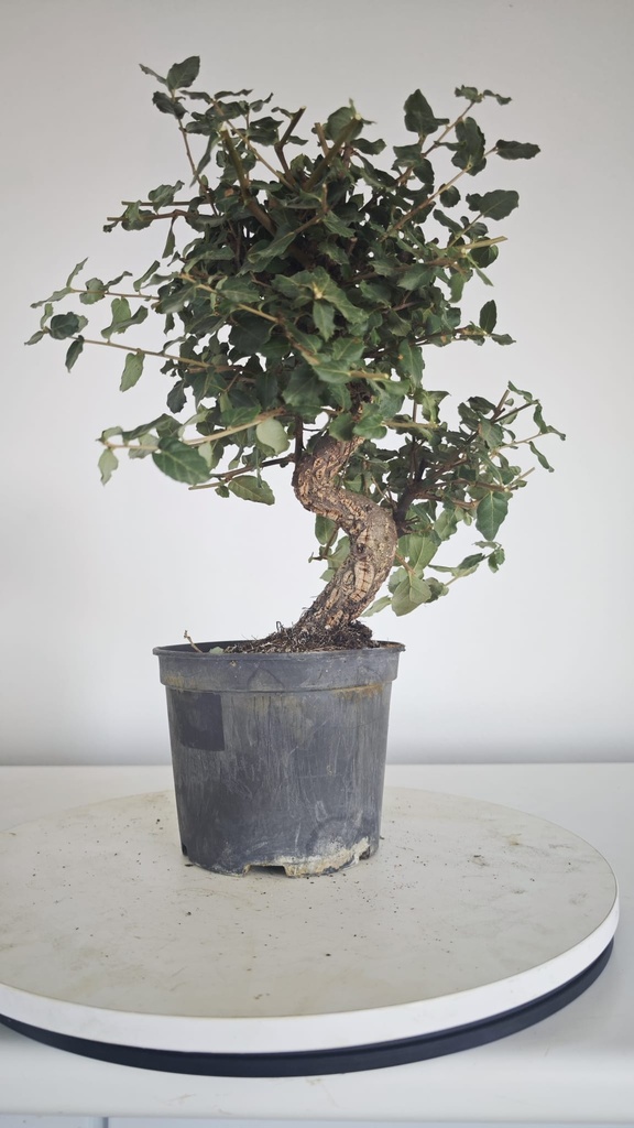 * Q 11 Quercus suber 95 euros con envio gratis peninsula.