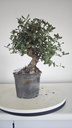 * Q 14 Quercus suber 95 euros con envio gratis peninsula.