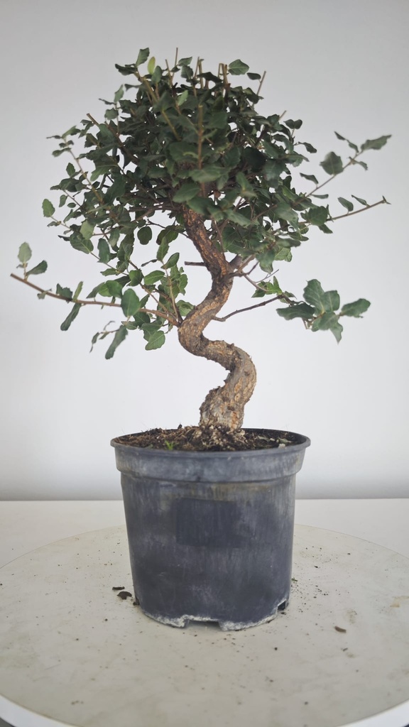 * Q 16 Quercus suber 95 euros con envio gratis peninsula.