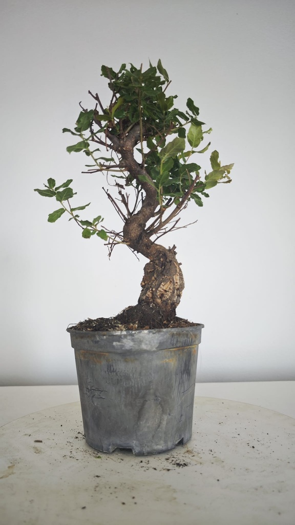 * Q 17 Quercus suber 95 euros con envio gratis peninsula.