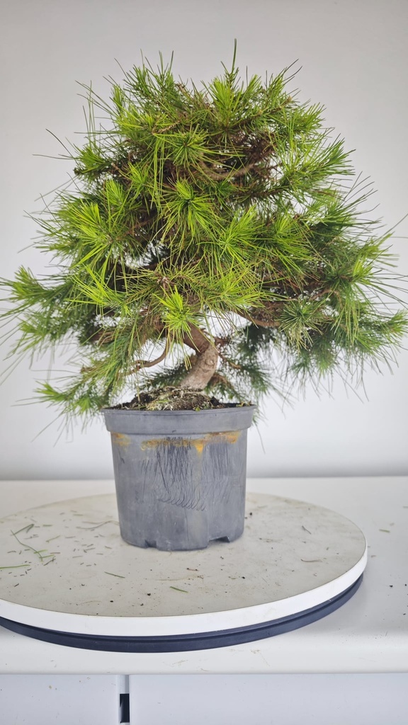 * H 2 Pinus halepensis 95 con envio gratis peninsula
