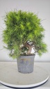* H 4 Pinus halepensis 95 con envio gratis peninsula