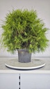 * H 8 Pinus halepensis 95 con envio gratis peninsula