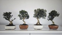 * O 1 Olea sylvestris europea 66 euros con envio gratis peninsula.