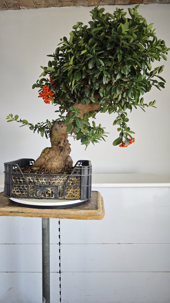 *Py 1 Pyracantha 595 euros con envio gratis peninsula.