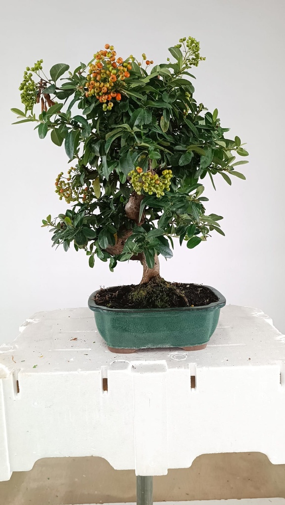 Pyracantha ap,  100 euros Passport  43-121559-050925  D-ES