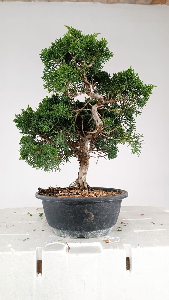 *N.º 2 Juniperus chinensis kyushu 60  euros Passport -43-161512-200125  D-ES