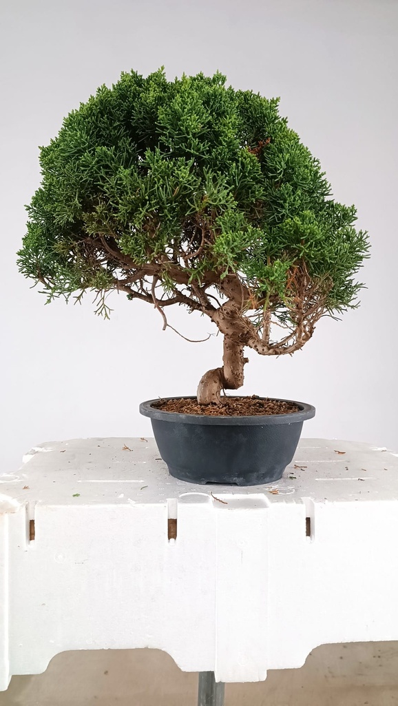 *N.º 3 Juniperus chinensis kyushu 155 euros Passport -43-165428-040325  D-ES