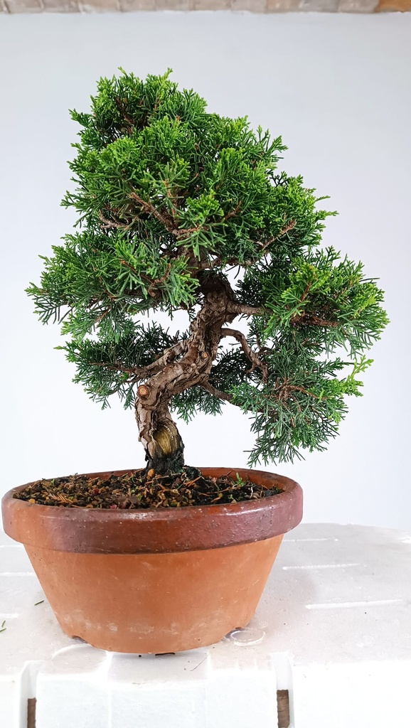 *I 7 Juniperus chinensis itoigawa 450 euros Passport -43-158636-200125  D-ES