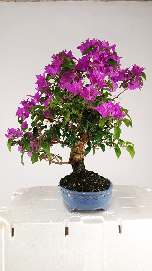 *Bouganvillea glabra  220 euros Passport -43-162911-190525  D-ES