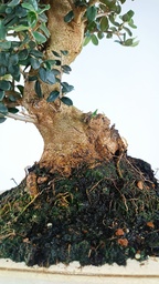 Olea europaea 220 euros Passport 43-139229-290.825