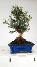 N.º 1  Olea europaea 66 euros Passport 43-159518-050925  D-ES