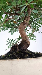 *N.º 0  Pistacia lentiscus 80 euros Passport -43-166196-050925  D-ES