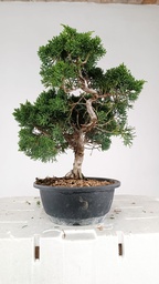 *N.º 2 Juniperus chinensis kyushu 55 euros Passport -43-161512-200125  D-ES