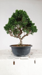 *N.º 1 Juniperus chinensis kyushu, 55 euros
