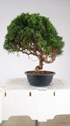 *N.º 3 Juniperus chinensis kyushu 155 euros Passport -43-165428-040325  D-ES