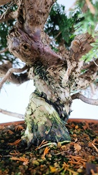 *Juniperus chinensis itoigawa 770 euros Passport -43-1 57905-150125 D-ES