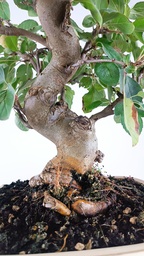 *Malus sp. 85 euros Passport -43-159475-030925  D-ES