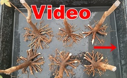 N.º 1 Acer buergerianum 45 euros envió incluido península y Portugal, Passport 25/0001