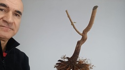 B 2. Acer buergerianum 120 euros con envió incluido península y Portugal. Passport 25/0001