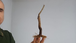 G 14. Granado nejikan 150 euros con envio incluido peninsula y Portugal. Passport 25/00006