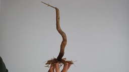 G 12. Granados nejikan 120 euros con el envio incluido peninsula y Portugal. Passport 25/00006