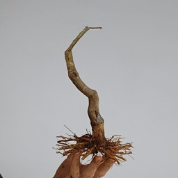 G23. Granado nejikan/ 150€