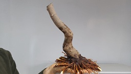 H 6. Ficus carica 120 euros con envio gratis peninsula.