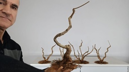 L 2. Lagestroemia indica 150 euros con envio gratis -