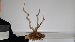 L 3.  Lagestroemia indica 250 euros con envio gratis peninsula.