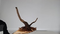 H 7.  Ficus carica 150 euros con envio gratis peninsula.