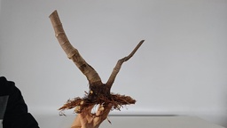 H 12. Ficus carica 150 euros con envio gratis peninsula.