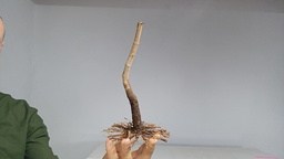 B 18. Acer buergerianum 120 euros con envio gratis peninsula.