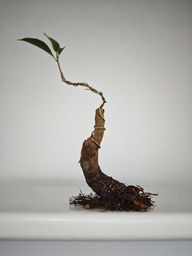 R 1. Ficus retusa 120 euros con envio gratis peninsula.
