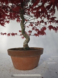 *D 21. Acer palmatum deshojo 220 euros con envio gratis peninsula.