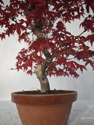 *D 22. Acer palmatum deshojo 150 euros con envio gratis peninsula.
