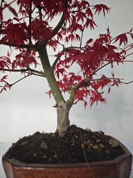 *D 28. Acer palmatum deshojo 220 euros con envio gratis peninsula.