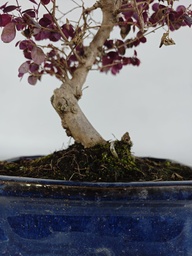 *L 21. Loropetalum 100 euros con evio gratis peninsula.