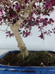 *L 22. Loropetalum 75 euros con evio gratis peninsula.