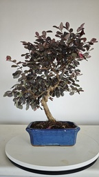 *L 23. Loropetalum 75 euros con evio gratis peninsula.