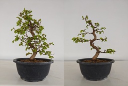 *Ca 5. Carpinus coreana 170 euros con envio gratis peninsula.