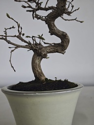 *Cr 1. Crataegus cuneata 180 euros con envio gratis peninsula.