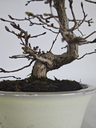 *Cr 2. Crataegus cuneata 180 euros con envio gratis peninsula.
