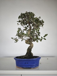 *Q 26. Quercur suber 90 euros con envio gratis peninsula.